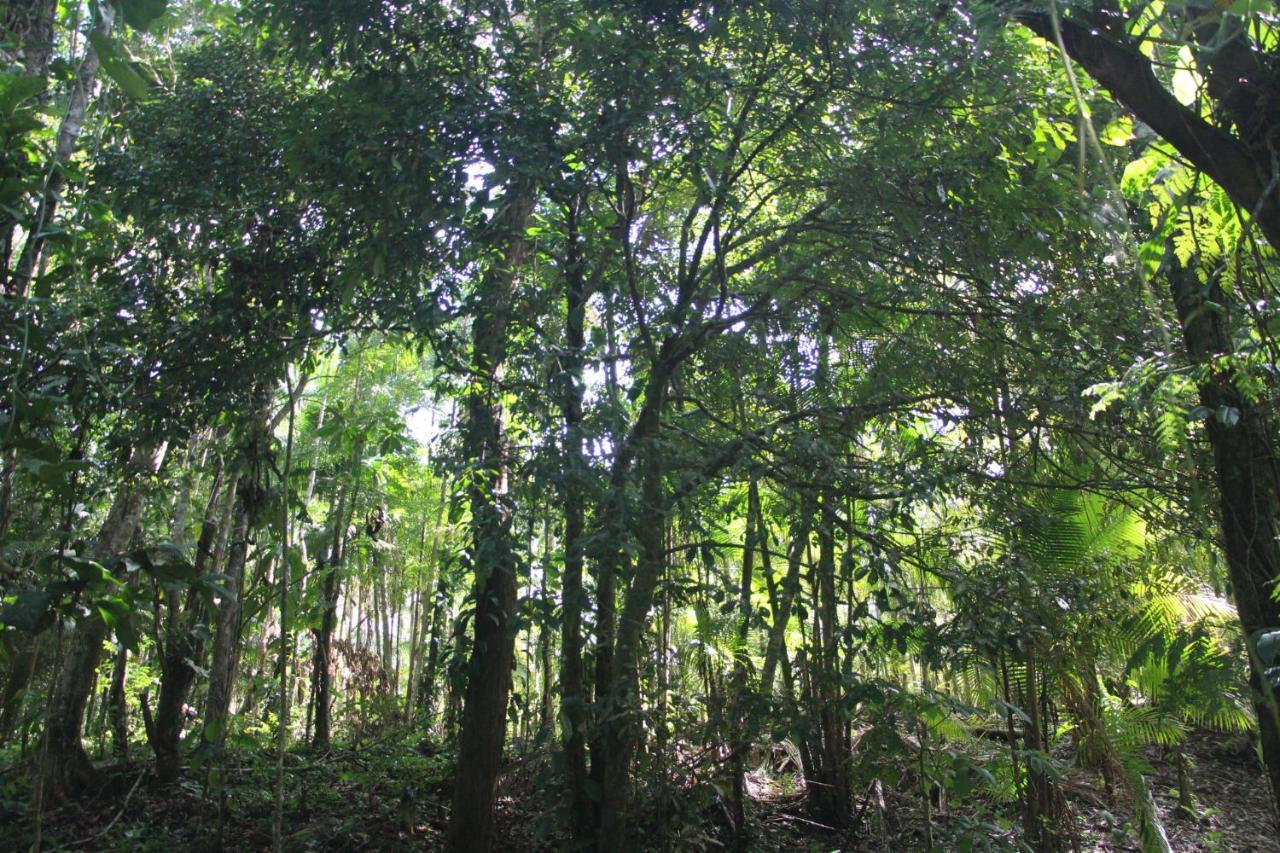 Sitio Das Bromelias Cachoeira Do Tombador Ubatuba Luaran gambar