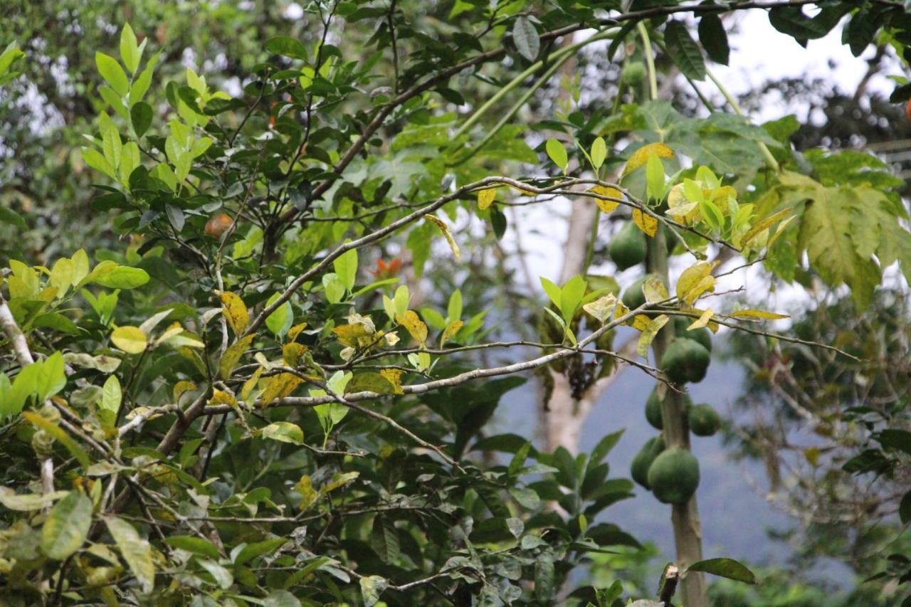 Sitio Das Bromelias Cachoeira Do Tombador Ubatuba Luaran gambar